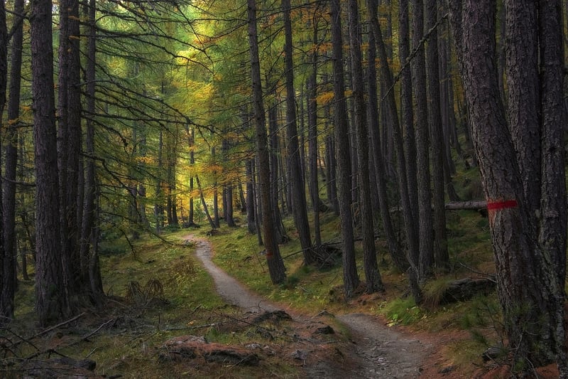 Whimsical Trails